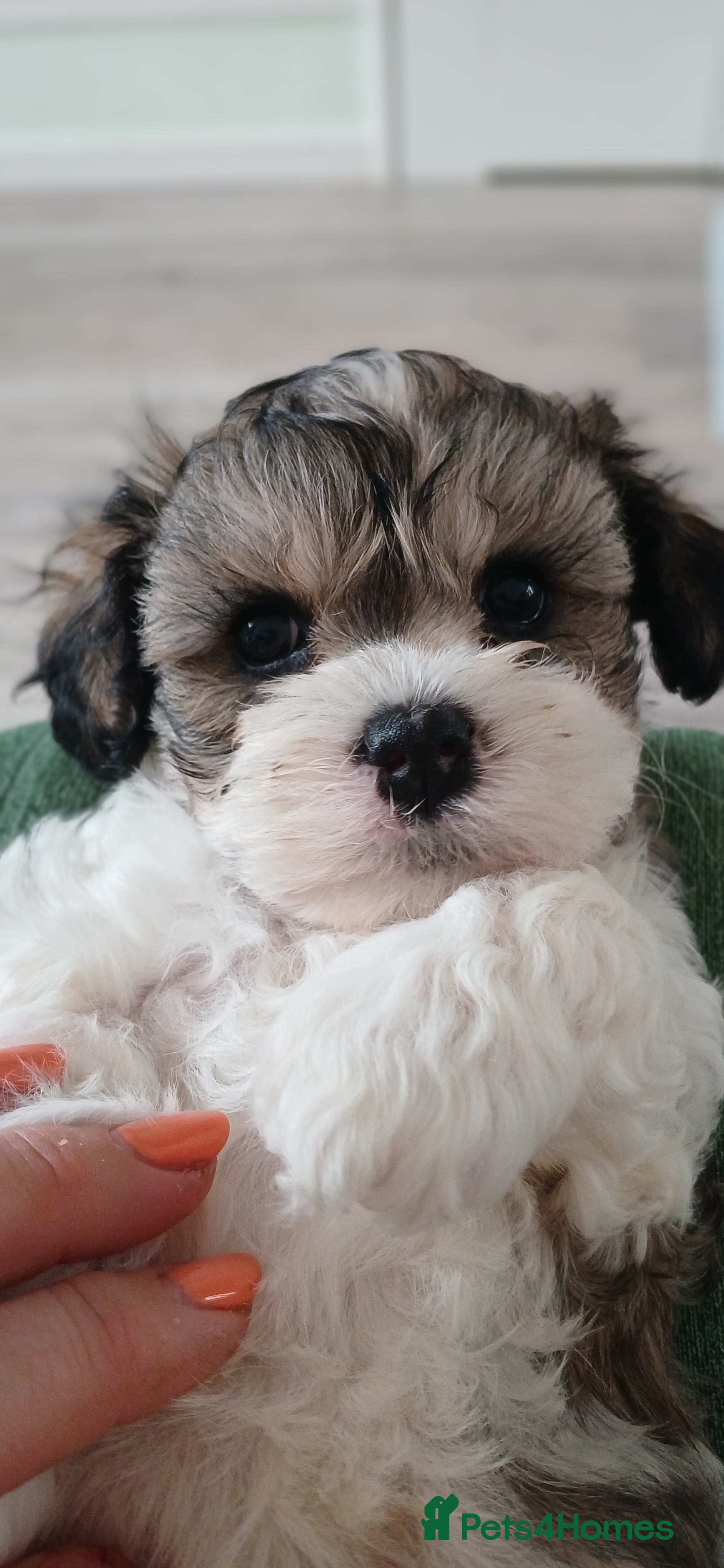 Cavachon dogs Cavachon Puppies - 4 Female, 1 Male - Advert 2