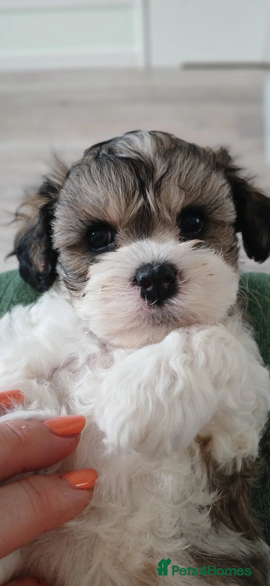 Cavachon dogs for sale: Cavachon Puppies - 4 Female, 1 Male - Advert 2