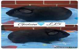 Guinea Pig rodents for sale: Guinea pig boars  - Image 2