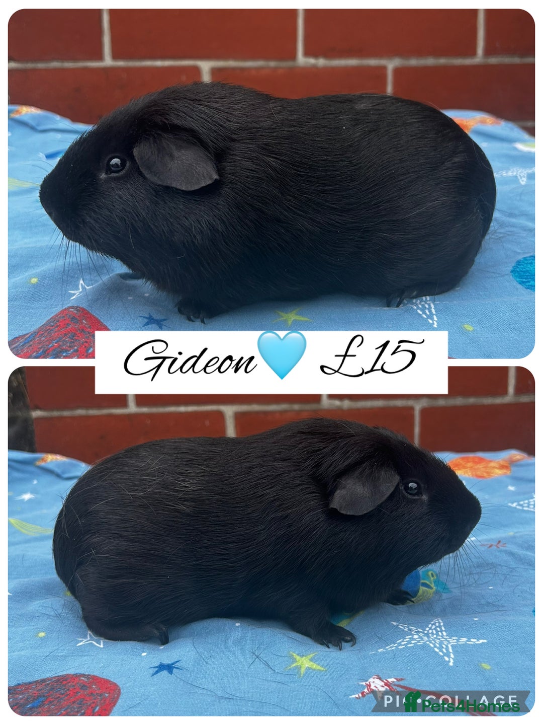Guinea Pig rodents for sale: Guinea pig boars  - Image 2
