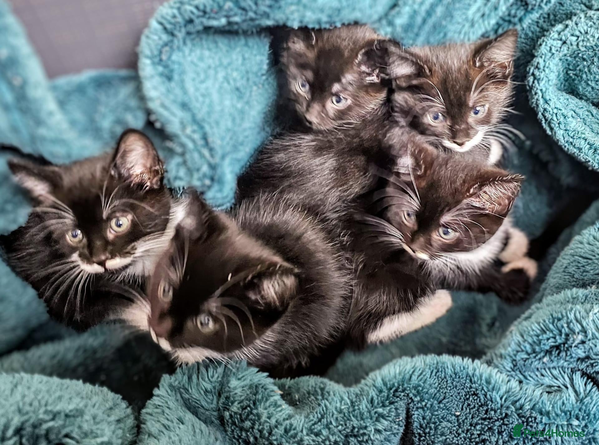 Mixed Breed cats Kittens for sale  - Advert 1