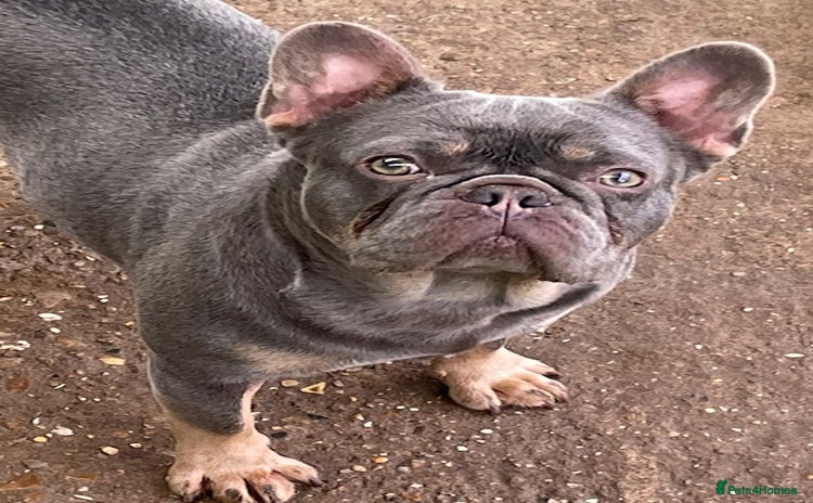 French Bulldog dogs French bulldog adult girl for new home - Advert 2