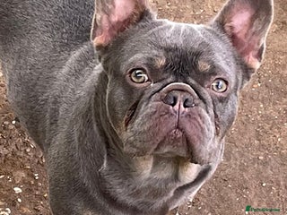 French Bulldog dogs French bulldog adult girl for new home - Advert 2