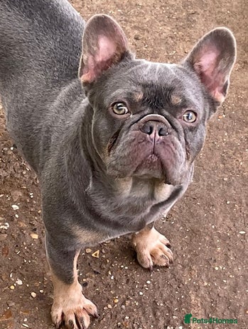 French Bulldog dogs French bulldog adult girl for new home - Advert 2