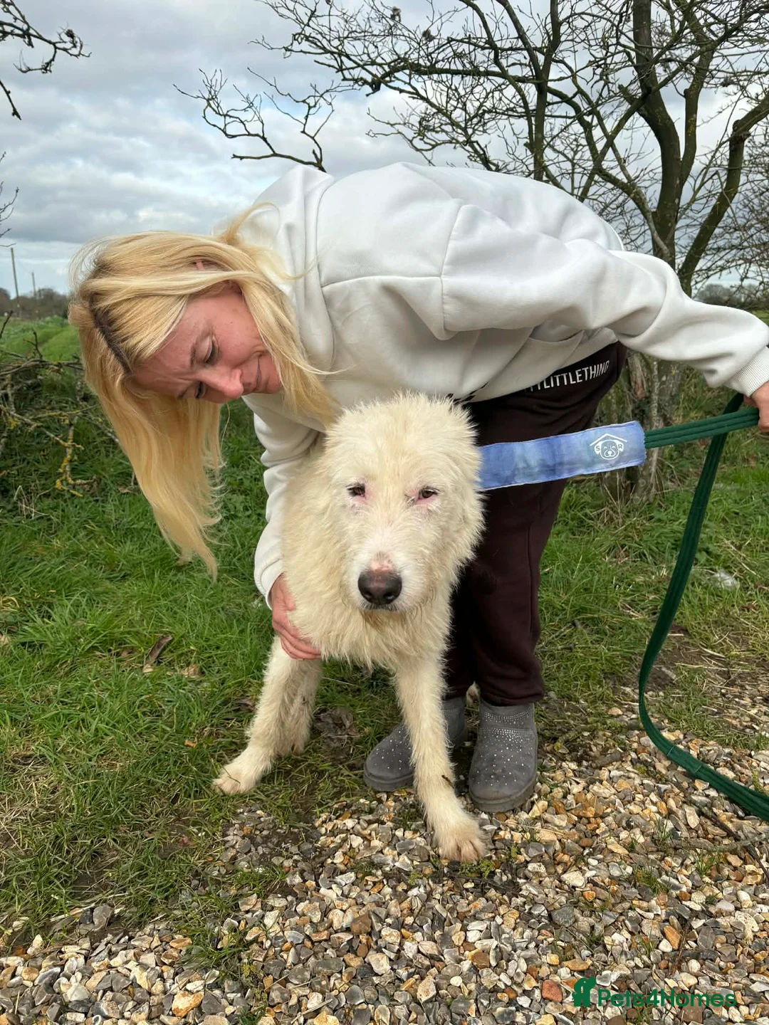 Mixed Breed dogs for adoption: Peter - Norwich Norfolk  in Norwich - Advert 5