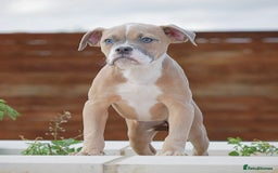 Olde English Bulldogge dogs for sale: 🛑23 YEARS🛑5⭐️APPROVED⭐️LICENSED  - Image 12