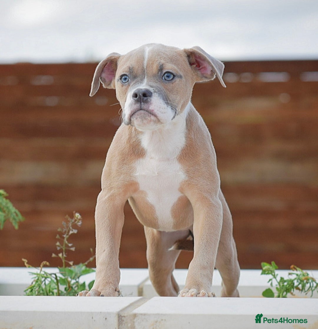 Olde English Bulldogge dogs for sale: 🛑23 YEARS🛑5⭐️APPROVED⭐️LICENSED  - Image 12