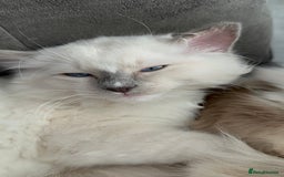 Ragdoll cats for sale: Ragdoll kitten boy, READY TO LEAVE in Bournemouth - Image 13