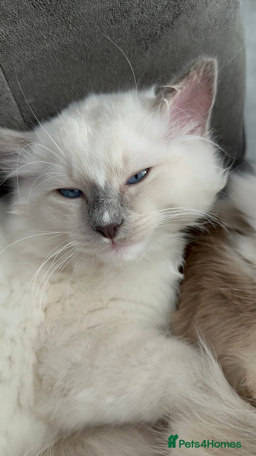 Ragdoll cats for sale: Ragdoll kitten boy, READY TO LEAVE in Bournemouth - Image 13