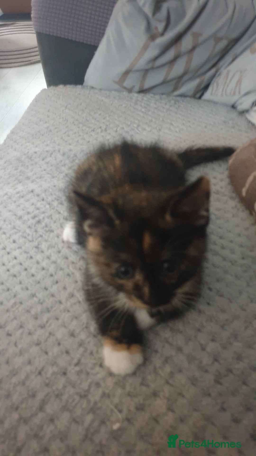 Mixed Breed cats for sale: 5 kittens looking for forever homes. - Image 12