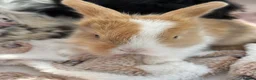 Mini Lop rabbits for sale: Mini lops-raised indoors-vaccinated  - Advert 24
