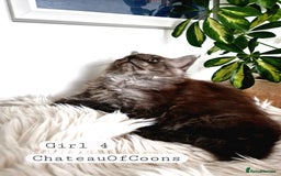 Maine Coon cats for sale: Stunning Black Smoke Registred Maine Coon Kittens - Image 28