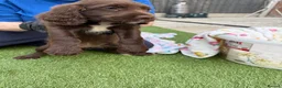 Cocker Spaniel dogs for sale: Cocker Spaniel Puppies  - Advert 28