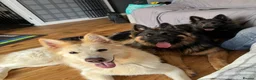 German Shepherd dogs for sale: White Apricot/Cream 3yrs old (2023). - Advert 21