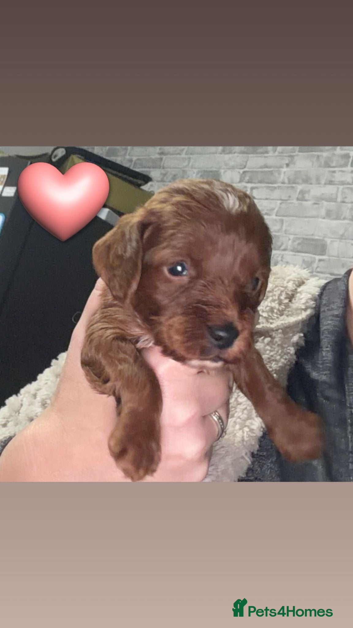 Cockapoo dogs Kc dna health clear parents champion bloodline  - Advert 4