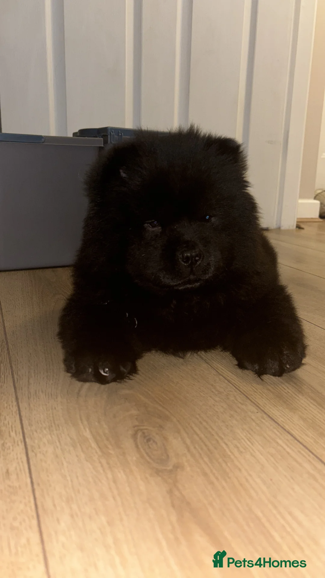Chow Chow dogs for sale: Chow chow puppy  - Advert 2
