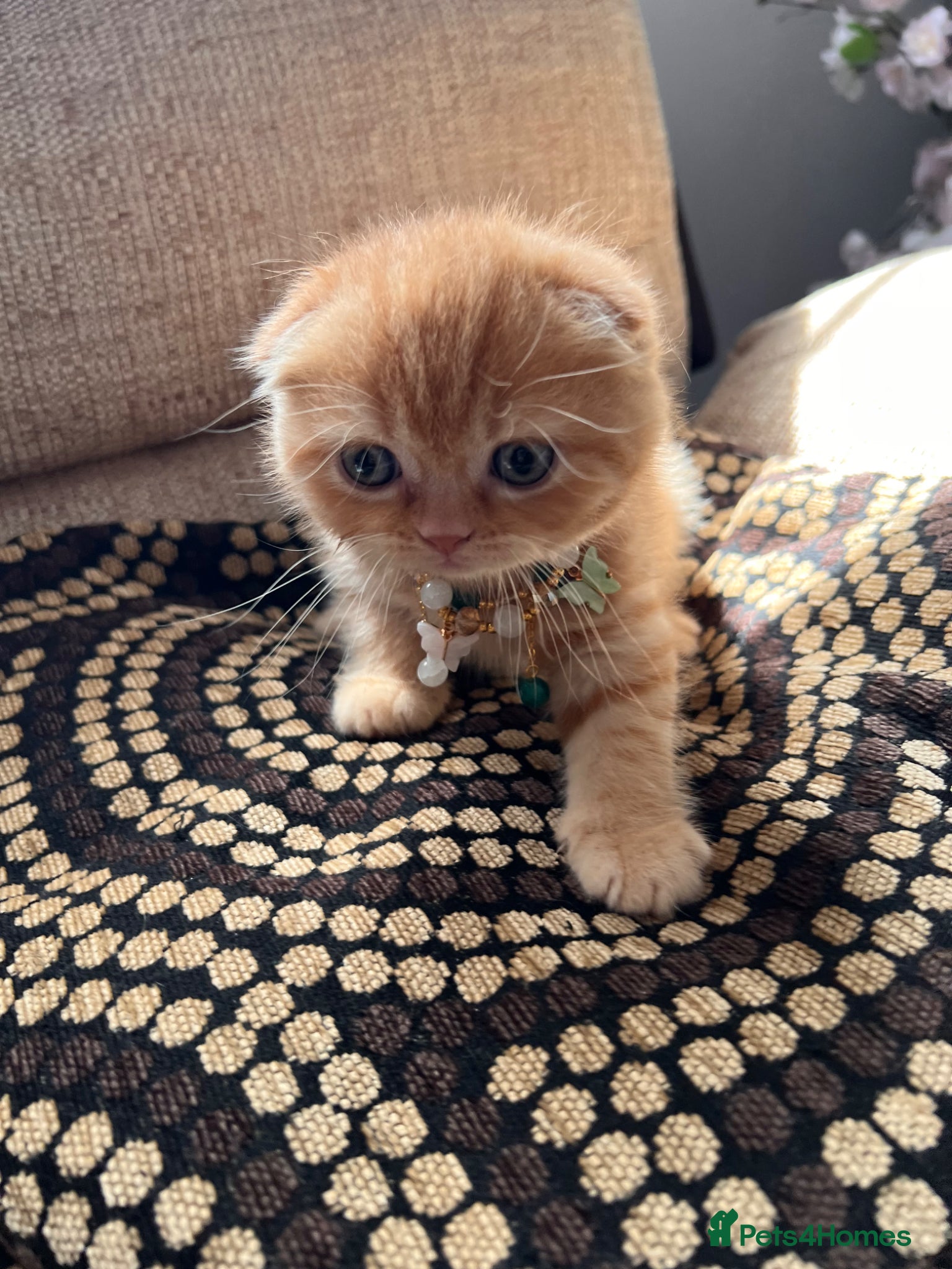 Scottish Fold cats for sale: 😻SCOTTISH FOLD 😻 CREAM & RED COLOUR 😻 - Advert 9