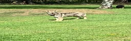 Saarloos Wolfdog dogs for sale: Female saarloo wolf dog looking for a home.❤️ - Advert 4