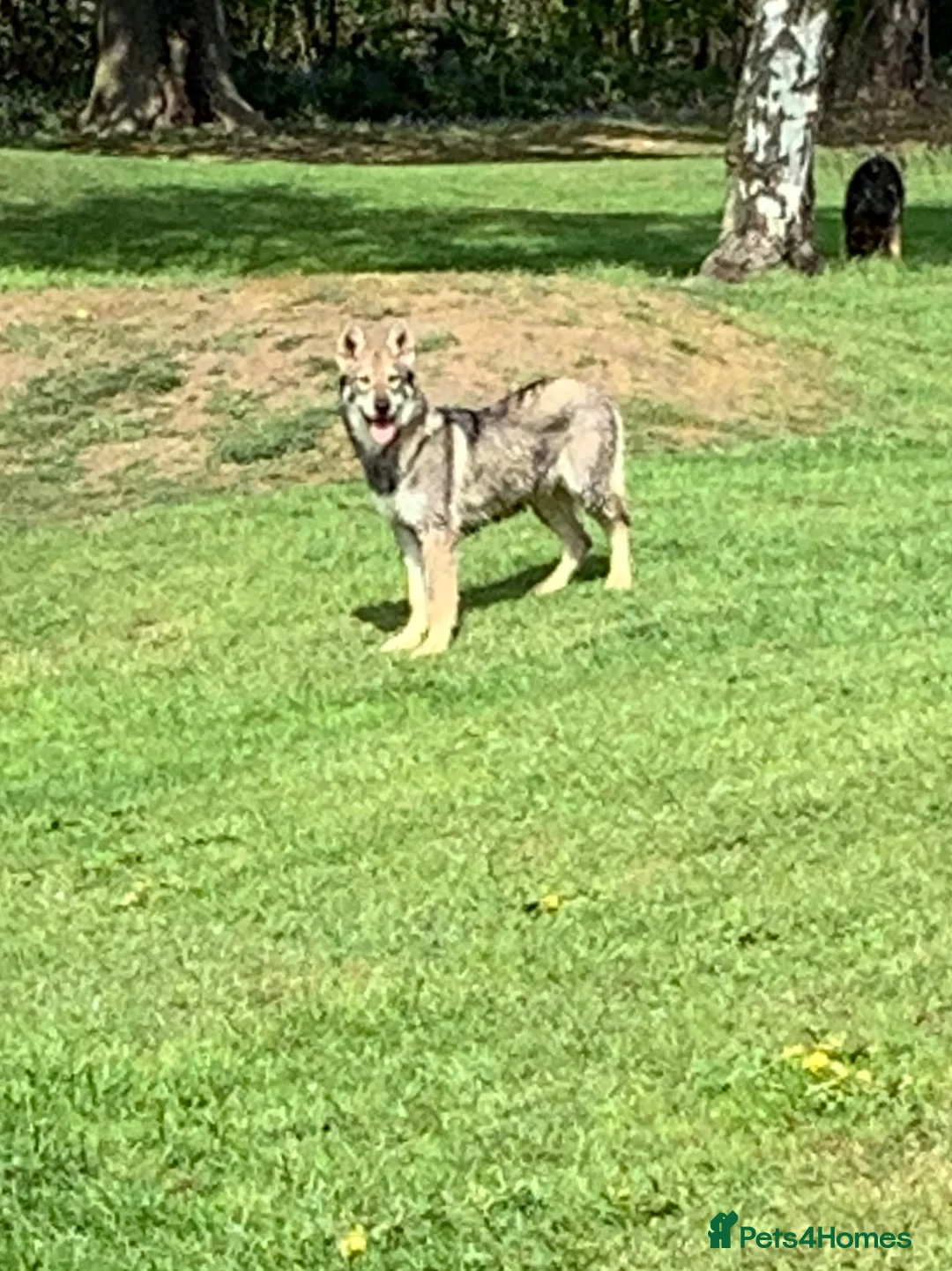Saarloos Wolfdog dogs for sale: Female saarloo wolf dog looking for a home.❤️ - Advert 4