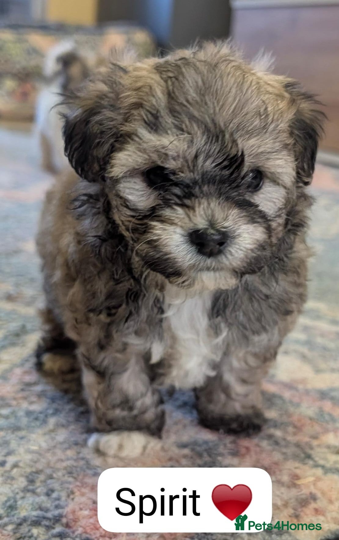 Chipoo dogs Chipoo Puppies only 2 left - Advert 18