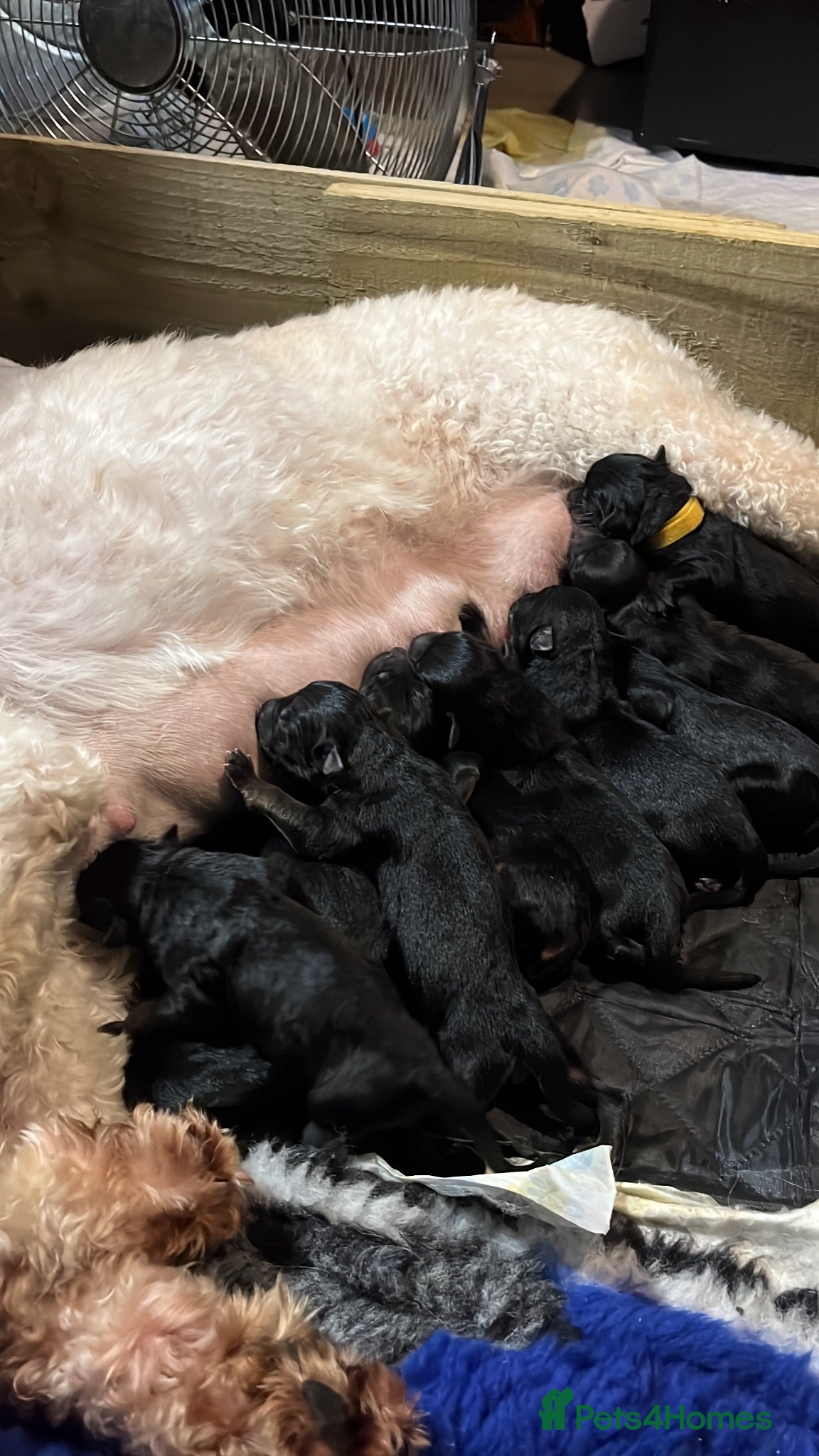 Mixed Breed dogs Stunning German shepherd mixed pups - Advert 1