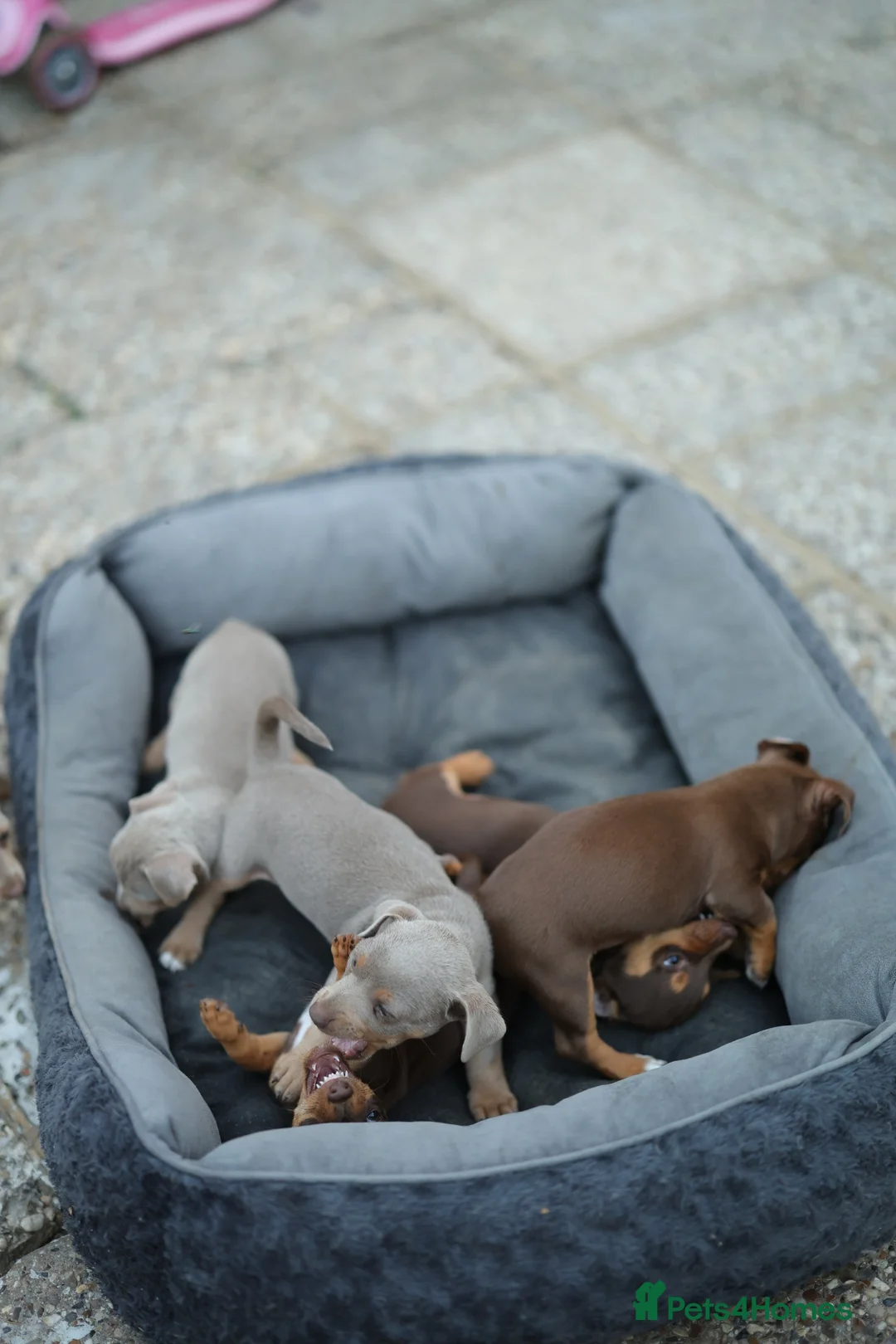 Jack Russell dogs for sale: Beautiful Jack Russell puppies for sale - Advert 2