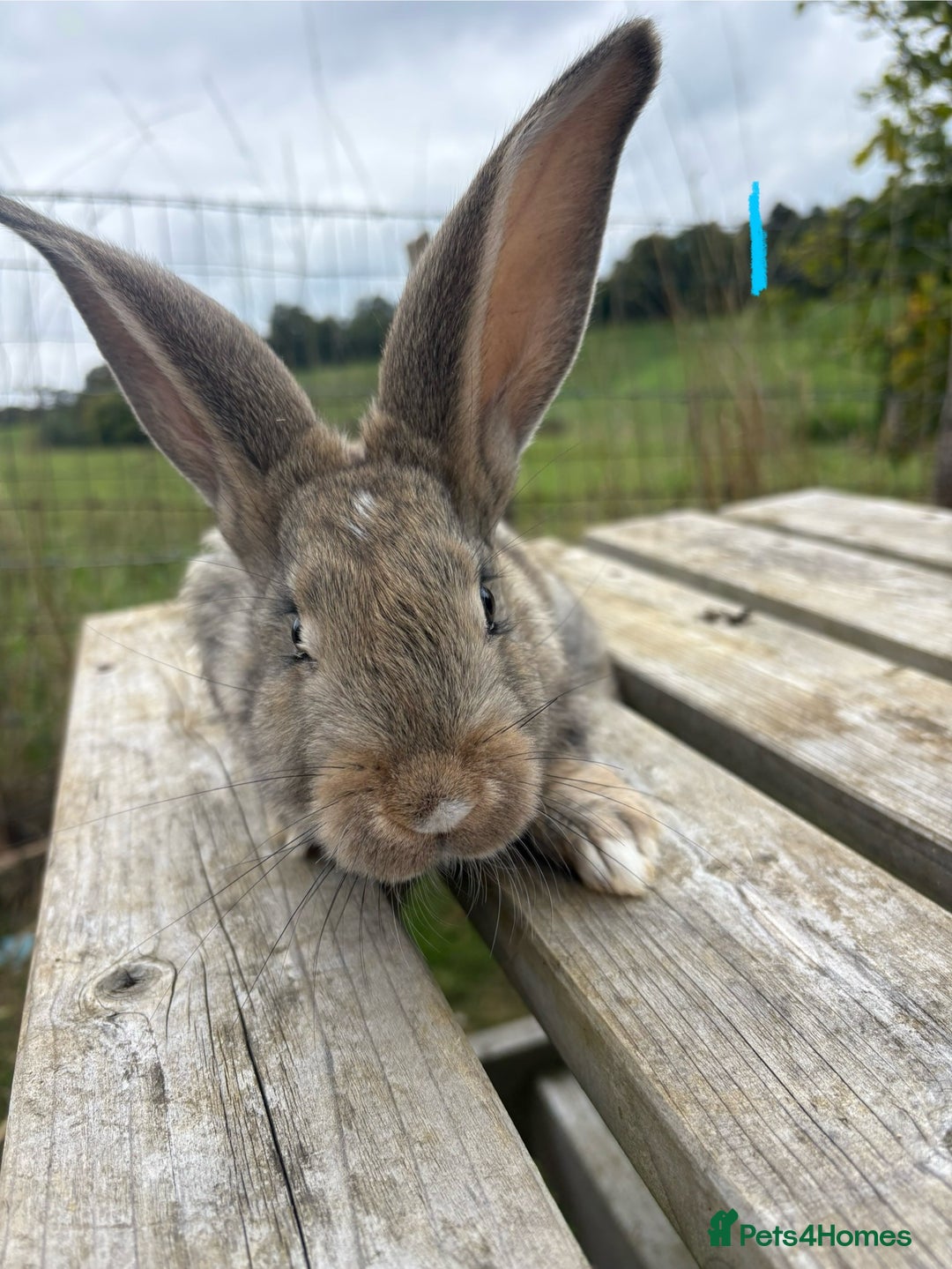 Continental Giant rabbits for sale: Pure breed very large Giant continental rabbits  - Image 2