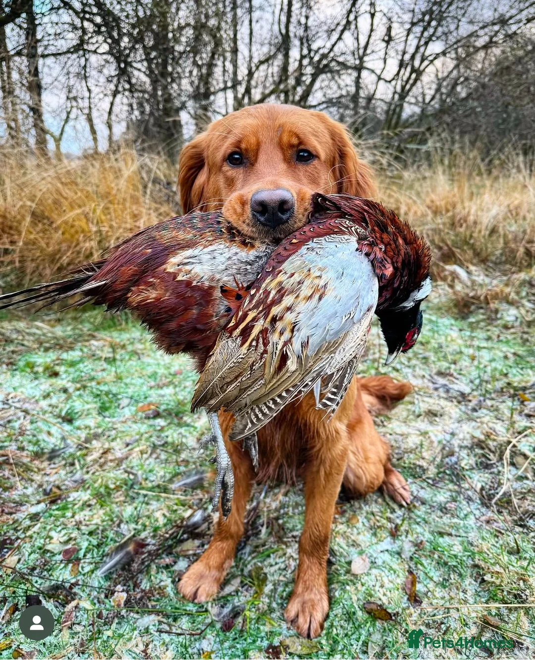 Golden Retriever dogs for stud: STUNNING NORWEGIAN IMP GOLDEN RETRIEVER FOR STUD  in Durham - Advert 2
