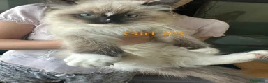 Ragdoll Kitten 3
