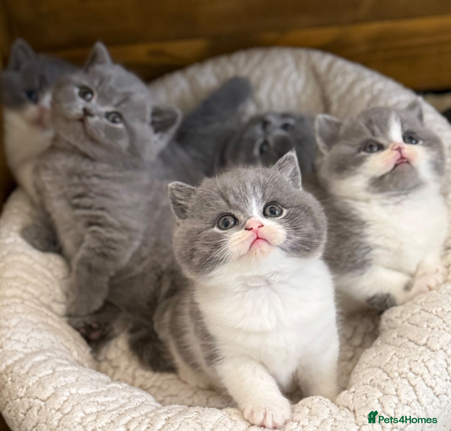 British Shorthair cats British Shorthair, championbloodline TICAPEDIGREE  - Advert 1