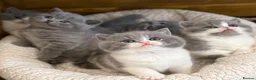 British Shorthair cats for sale: British Shorthair, championbloodline TICAPEDIGREE  - Advert 1