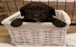 Mixed Breed dogs for sale: Cocker spaniel x sproodle beautiful puppies - Image 4