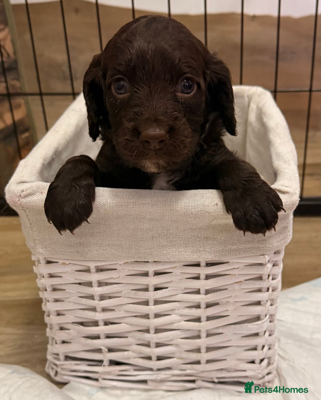 Mixed Breed dogs for sale: Cocker spaniel x sproodle beautiful puppies - Image 4