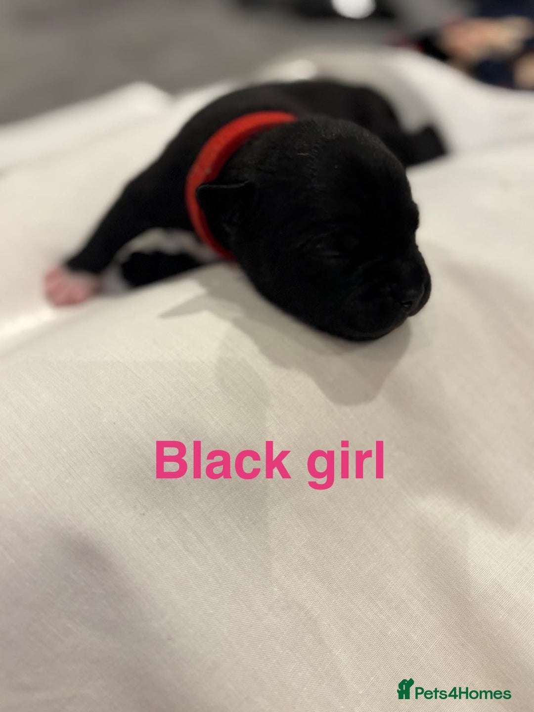 Staffordshire Bull Terrier dogs for sale: Champion Bloodline Stafforshire Bull Terrier Pups - Advert 17