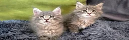 Maine Coon cats for sale: Maine coon kitten  - Advert 26