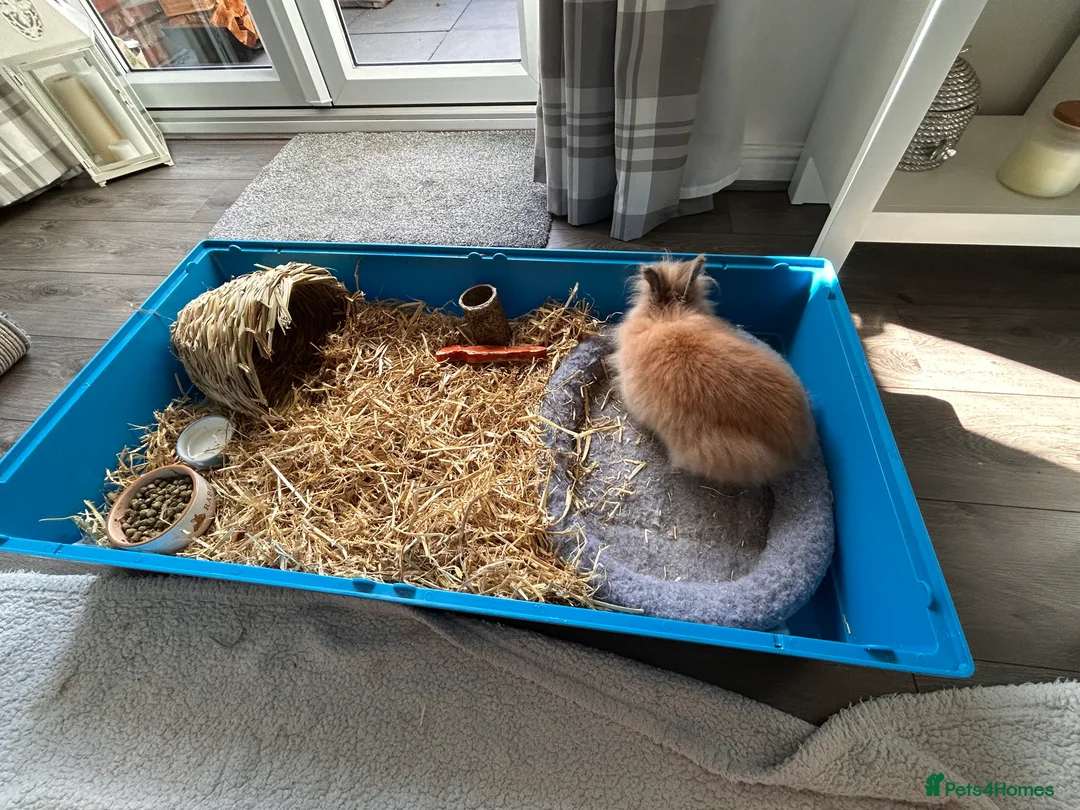 Dwarf Lop rabbits for sale: Dwarf Lilop Rabbit in Stourbridge - Advert 1