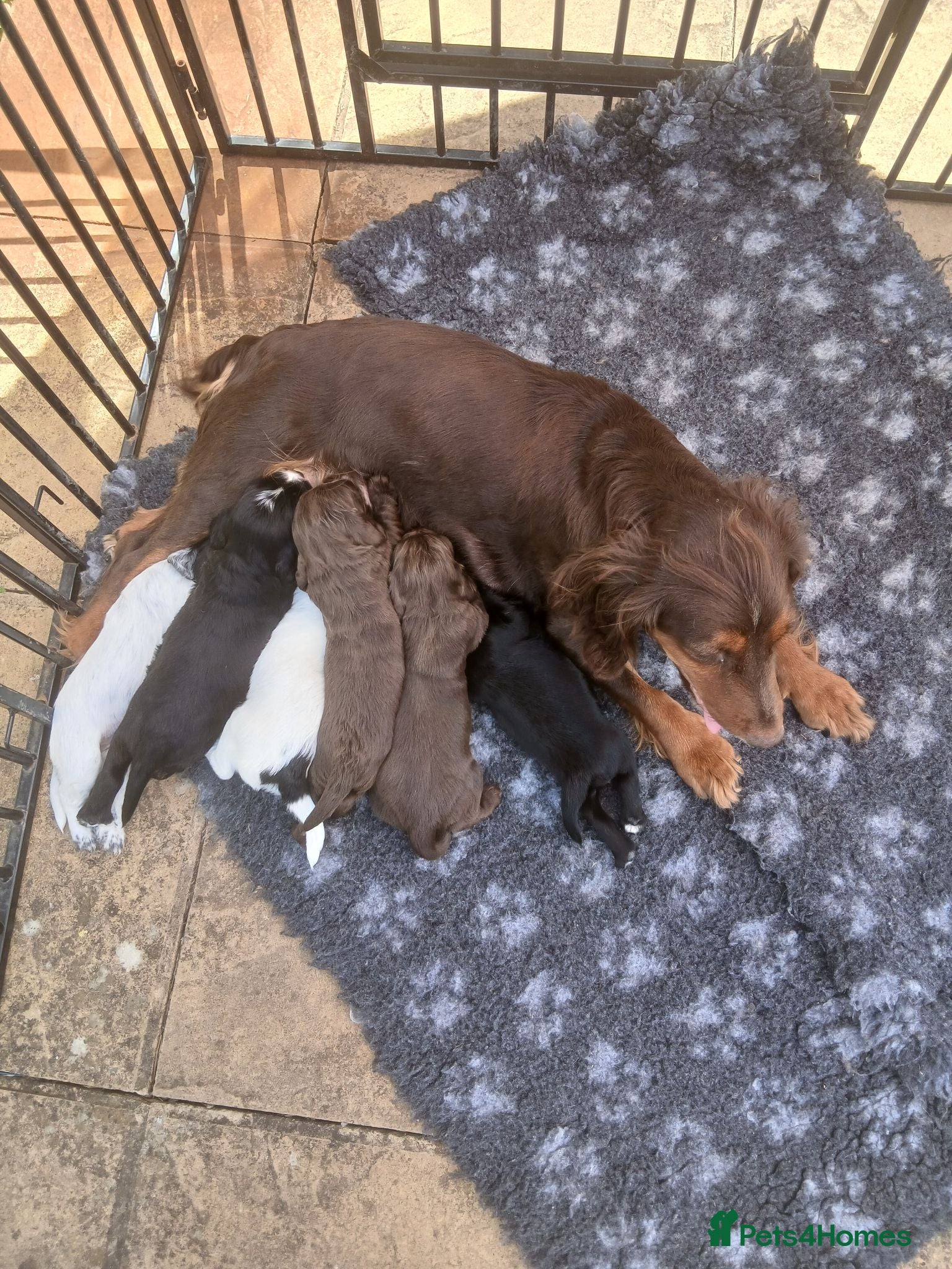Cocker Spaniel dogs Cocker Spaniel Puppies - Advert 1