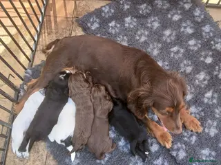 Cocker Spaniel dogs Cocker Spaniel Puppies - Advert 1