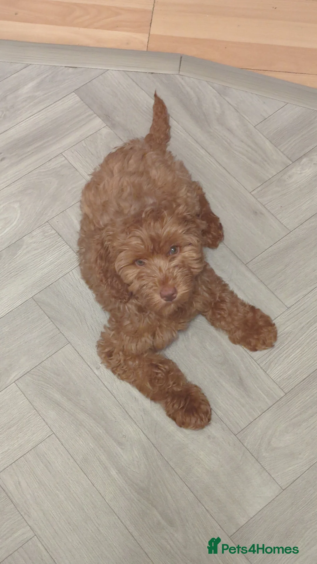 Cockapoo dogs for sale: Beautiful Cockerpoo girl  - Advert 1