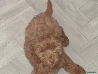 Cockapoo dogs Beautiful Cockerpoo girl - Advert 6