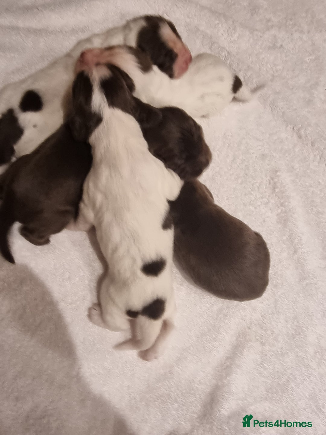 Sprocker dogs for sale: 6 gorgeous sprocket puppies  - Advert 7