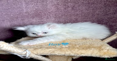 Persian cats - Advert 7