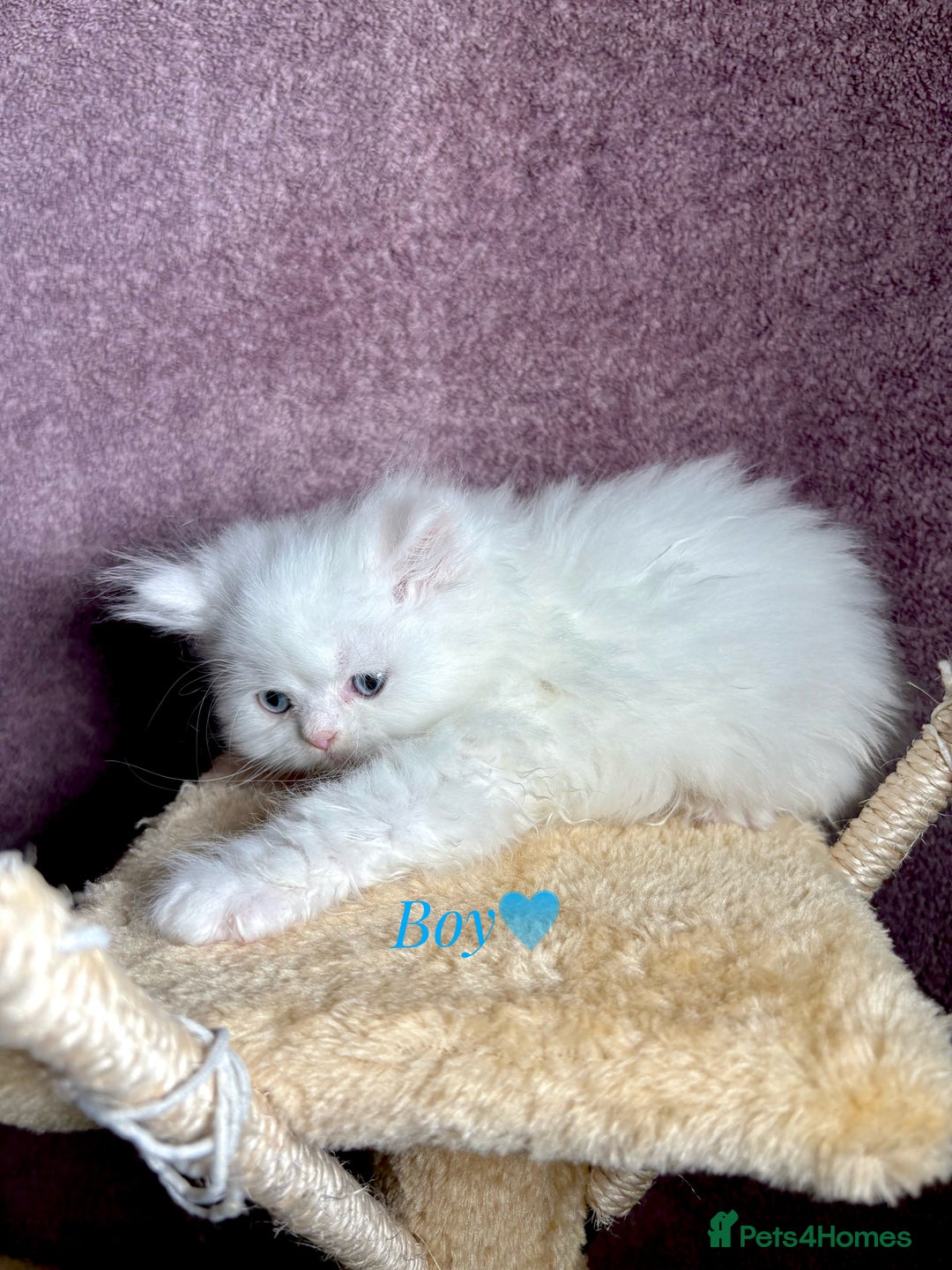 Persian cats for sale: Purebred Persian Kittens Rare White Coat&Blue Eyes - Image 2