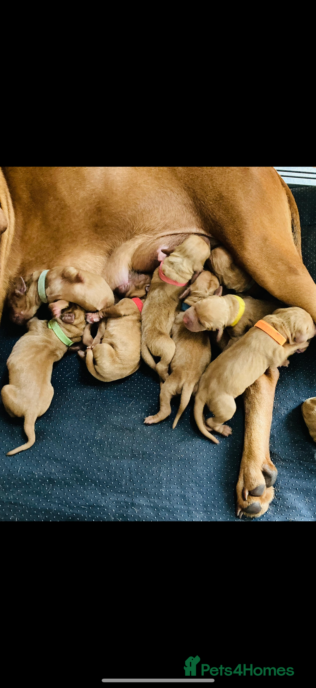 Hungarian Vizsla dogs for sale: KC Reg. Hungarian Vizsla puppies - Advert 3