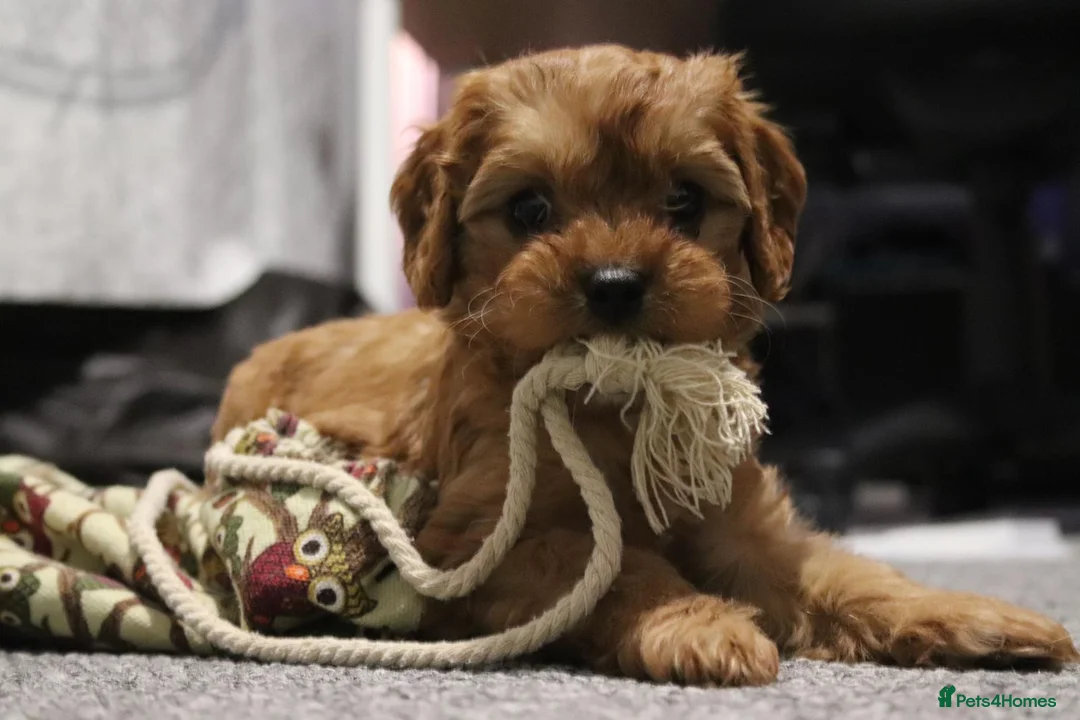 Poodle dogs for stud: Red K.C Reg Miniature Poodle 4 Stud HEALTH TESTED in Chesterfield - Advert 24