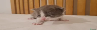 Fanki