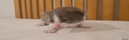 Mixed Breed cats for sale: 3 cute cuddly kittens for sale - Advert 13