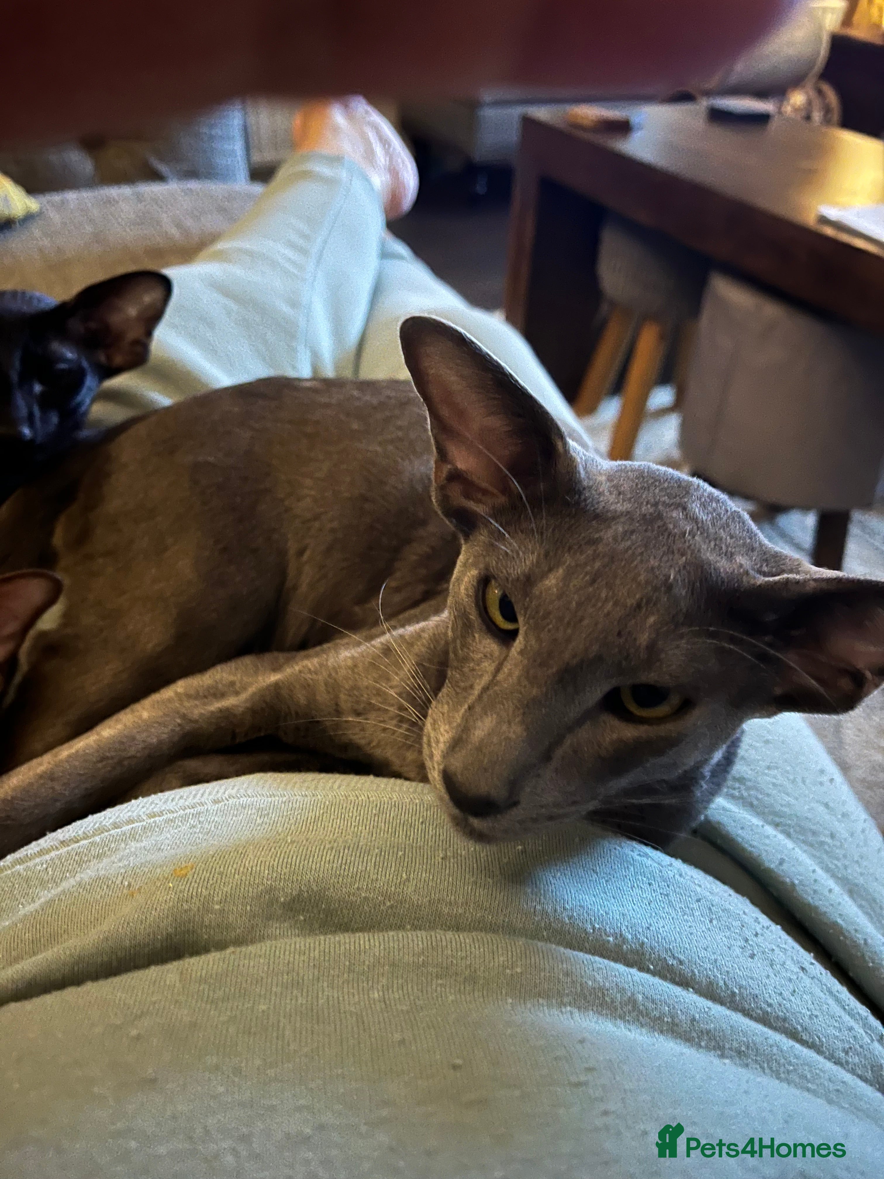 Oriental cats Blue oriental - Advert 7