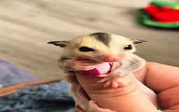 Sugar Glider rodents for sale: 4 baby sugar gliders ready 13th sept  - Image 2