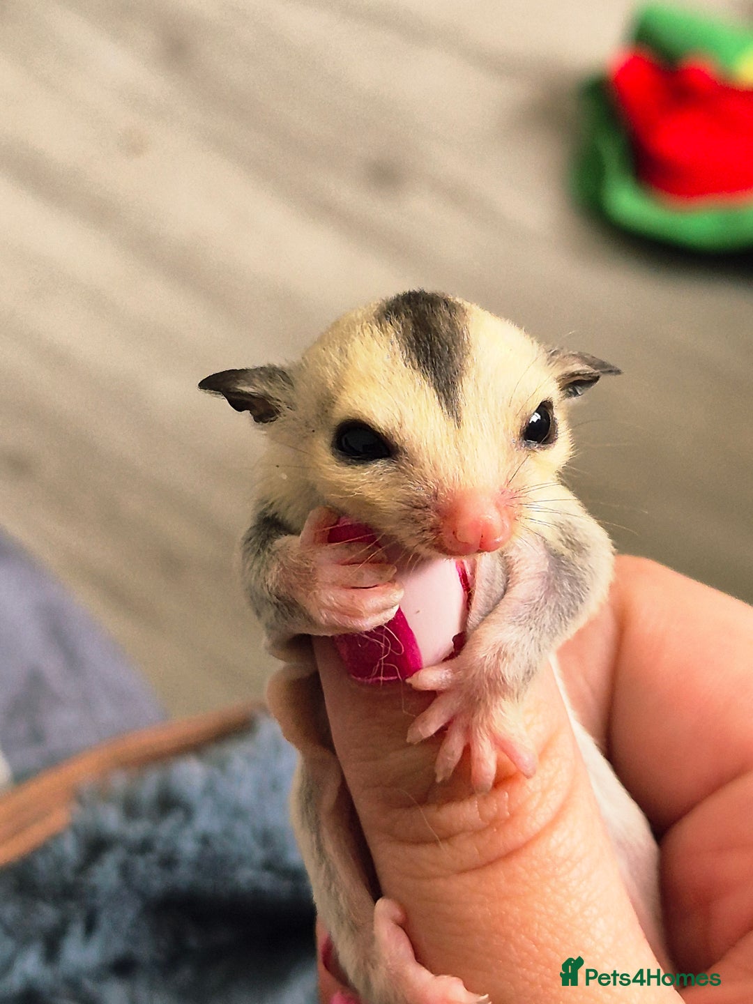 Sugar Glider rodents for sale: 4 baby sugar gliders ready 13th sept  - Image 2